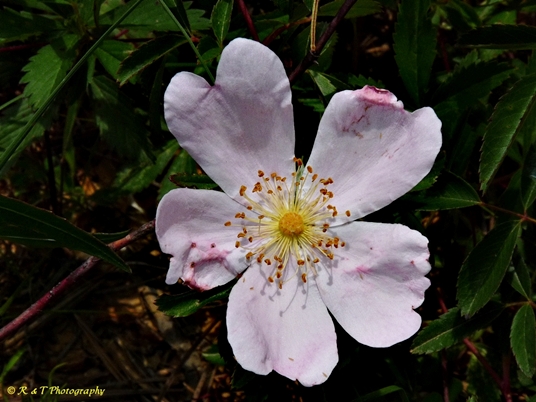{Rosa carolina}